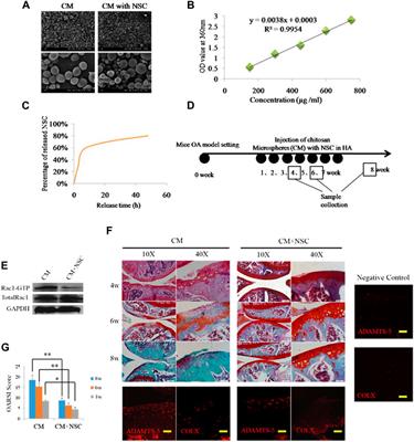 Recent advances in polymeric microparticle-based drug delivery systems for knee osteoarthritis treatment